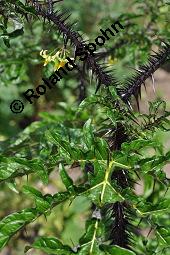 Dunkelpurpurroter Nachtschatten, Solanum atropurpureum, Solanum atropurpureum, Dunkelpurpurroter Nachtschatten, Solanaceae, Blühend Kauf von 07127_solanum_atropurpureum_dsc_5077.jpg