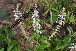 Minzverbene, Lippia scaberrima, Lippia scaberrima, Minzverbene, Lamiaceae, Blühend Kauf von 07128_lippia_scaberrima_dsc_5086.jpg