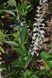 Minzverbene, Lippia scaberrima, Lippia scaberrima, Minzverbene, Lamiaceae, Blühend Kauf von 07128_lippia_scaberrima_dsc_5087.jpg