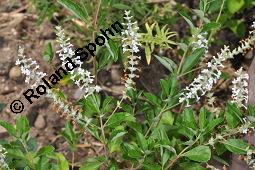 Minzverbene, Lippia scaberrima, Lippia scaberrima, Minzverbene, Lamiaceae, Blühend Kauf von 07128_lippia_scaberrima_dsc_5088.jpg
