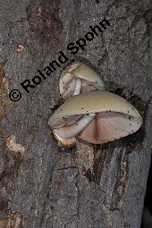 Wolliger Scheidling, Volvariella bombycina, Volvaria bombycina, Volvariella bombycina, Volvaria bombycina, Wolliger Scheidling, Basidiomyceten, Fruchtkrper, auf Rot-Buche, Fagus sylvatica Kauf von 07133_volvariella_bombycina_dsc_5336.jpg