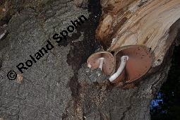 Wolliger Scheidling, Volvariella bombycina, Volvaria bombycina, Volvariella bombycina, Volvaria bombycina, Wolliger Scheidling, Basidiomyceten, Fruchtkörper, auf Rot-Buche, Fagus sylvatica Kauf von 07133_volvariella_bombycina_dsc_5337.jpg