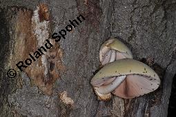 Wolliger Scheidling, Volvariella bombycina, Volvaria bombycina, Volvariella bombycina, Volvaria bombycina, Wolliger Scheidling, Basidiomyceten, Fruchtkrper, auf Rot-Buche, Fagus sylvatica Kauf von 07133_volvariella_bombycina_dsc_5338.jpg