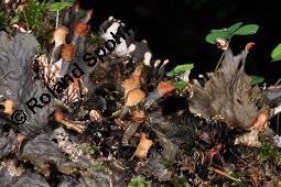 Hundsflechte, Peltigera sp., Peltigera sp., Hundsflechte, Flechten, Fruchtkörper mit Apothezien Kauf von 07134_peltigera_sp_dsc_5842.jpg