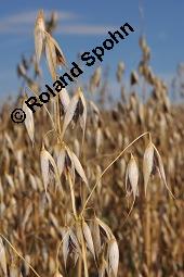 Schwarz-Hafer, Avena sativa 'Auteuil', Avena sativa 'Auteuil', Schwarz-Hafer, Poaceae, fruchtend Kauf von 07135_avena_sativa_auteuil_dsc_6391.jpg