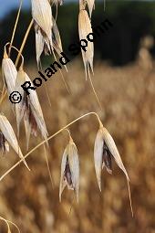 Schwarz-Hafer, Avena sativa 'Auteuil', Avena sativa 'Auteuil', Schwarz-Hafer, Poaceae, fruchtend Kauf von 07135_avena_sativa_auteuil_dsc_6394.jpg