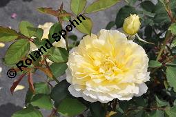 Strauchrose 'Molineux', Englische Rose 'Molineux', Rosa 'Molineux', Rosa 'Molineux', Strauchrose 'Molineux', Englische Rose 'Molineux', Rosaceae, Blhend Kauf von 07139_rosa_molineux_dsc_4164.jpg