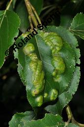 Goldfleckenkrankheit, Pappel-Wucherling, Taphrina populina, Taphrina aurea, Taphrina populina, Taphrina aurea, Goldfleckenkrankheit, Pappel-Wucherling, Ascomycet, Befallenes Blatt, auf Populus sp., Pappel Kauf von 07143_taphrina_populina_dsc_6327.jpg