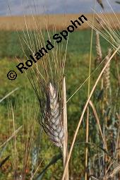 Kamut, Triticum turgidum x polonicum, Triticum turgidum ssp. durum, Triticum turgidum x polonicum, Triticum turgidum ssp. durum, Kamut, Poaceae, fruchtend Kauf von 07147_triticum_turgidum_polonicum_dsc_6387.jpg