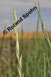 Ungarisches Energiegras 'Szarvasi 1', Pontische Quecke, Stumpfblütige Quecke, Agropyron elongatum 'Szarvasi 1', Elymus obtusiflorus 'Szarvasi 1', Agropyron elongatum 'Szarvasi 1', Elymus obtusiflorus 'Szarvasi 1', Ungarisches Energiegras 'Szarvasi 1', Pontische Quecke, Stumpfblütige Quecke, Poaceae, Blühend Kauf von 07148_agropyron_elongatum_szarvasi1_dsc_6395.jpg