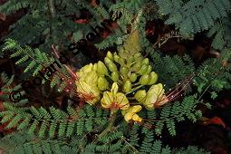 Paradiesvogelstrauch, Caesalpinia gilliesii, Caesalpinia gilliesii, Paradiesvogelstrauch, Caesalpiniaceae, fruchtend Kauf von 07153_caesalpinia_gilliesii_dsc_6700.jpg