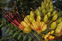 Paradiesvogelstrauch, Caesalpinia gilliesii, Caesalpinia gilliesii, Paradiesvogelstrauch, Caesalpiniaceae, fruchtend Kauf von 07153_caesalpinia_gilliesii_dsc_6701.jpg
