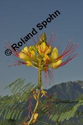 Paradiesvogelstrauch, Caesalpinia gilliesii, Caesalpinia gilliesii, Paradiesvogelstrauch, Caesalpiniaceae, fruchtend Kauf von 07153_caesalpinia_gilliesii_dsc_6702.jpg