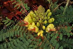 Paradiesvogelstrauch, Caesalpinia gilliesii, Caesalpinia gilliesii, Paradiesvogelstrauch, Caesalpiniaceae, fruchtend Kauf von 07153_caesalpinia_gilliesii_dsc_6703.jpg