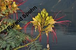Paradiesvogelstrauch, Caesalpinia gilliesii, Caesalpinia gilliesii, Paradiesvogelstrauch, Caesalpiniaceae, fruchtend Kauf von 07153_caesalpinia_gilliesii_dsc_6704.jpg