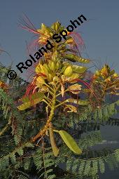 Paradiesvogelstrauch, Caesalpinia gilliesii, Caesalpinia gilliesii, Paradiesvogelstrauch, Caesalpiniaceae, fruchtend Kauf von 07153_caesalpinia_gilliesii_dsc_6706.jpg