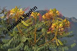 Paradiesvogelstrauch, Caesalpinia gilliesii, Caesalpinia gilliesii, Paradiesvogelstrauch, Caesalpiniaceae, fruchtend Kauf von 07153_caesalpinia_gilliesii_dsc_6707.jpg