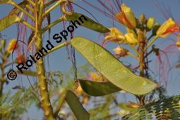 Paradiesvogelstrauch, Caesalpinia gilliesii, Caesalpinia gilliesii, Paradiesvogelstrauch, Caesalpiniaceae, fruchtend Kauf von 07153_caesalpinia_gilliesii_dsc_6708.jpg