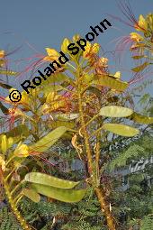 Paradiesvogelstrauch, Caesalpinia gilliesii, Caesalpinia gilliesii, Paradiesvogelstrauch, Caesalpiniaceae, fruchtend Kauf von 07153_caesalpinia_gilliesii_dsc_6709.jpg