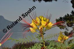 Paradiesvogelstrauch, Caesalpinia gilliesii, Caesalpinia gilliesii, Paradiesvogelstrauch, Caesalpiniaceae, fruchtend Kauf von 07153_caesalpinia_gilliesii_dsc_6710.jpg