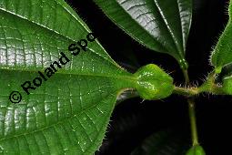 Tococa guianensis, Tococa guianensis, Melastomataceae, Blattstiel, Anschwellung am Blattstiel, für Ameisenvolk, Ameisenpflanze Kauf von 07154_tococa_guianensis_dsc_6823.jpg