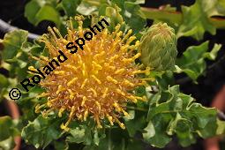 Warionia saharae, Warionia saharae, Asteraceae, Blühend Kauf von 07159_warionia_saharae_dsc_6858.jpg