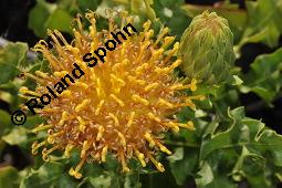 Warionia saharae, Warionia saharae, Asteraceae, Blühend Kauf von 07159_warionia_saharae_dsc_6859.jpg
