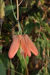 Hibiskusblättrige Brennwinde, Hibiskusblättriges Fackelbrennkraut, Caiophora hibiscifolia, Caiophora hibiscifolia, Hibiskusblättrige Brennwinde, Hibisbusblättriges Fackelbrennkraut, Loasaceae, Blühend Kauf von 07160_caiophora_hibiscifolia_dsc_6861.jpg