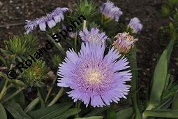 Kornblumenaster, Stokesie, Stokesia laevis, Stokesia laevis, Kornblumenaster, Stokesie, Asteraceae, Blhend Kauf von 07162_stokesia_laevis_dsc_6886.jpg