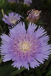 Kornblumenaster, Stokesie, Stokesia laevis, Stokesia laevis, Kornblumenaster, Stokesie, Asteraceae, Blühend Kauf von 07162_stokesia_laevis_dsc_6887.jpg