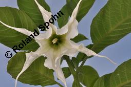 Duftende Engelstrompete, Brugmansia suaveolens, Brugmansia suaveolens, Duftende Engelstrompete, Solanaceae, Blühend Kauf von 07163_brugmansia_suaveolens_dsc_6930.jpg