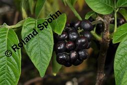 Pulippan, Cipadessa baccifera, Cipadessa baccifera, Pulippan, Meliaceae, fruchtend Kauf von 07168_cipadessa_baccifera_dsc_6972.jpg