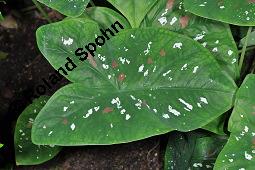 Elefantenohr, Engelsflgel, Caladium bicolor, Caladium x hortulanum, Caladium marmoratum, Caladium thripedestum, Caladium bicolor, Caladium x hortulanum, Caladium marmoratum, Caladium thripedestum, Elefantenohr, Engelsflgel, Araceae, Beblttert Kauf von 07172_caladium_bicolor_dsc_7009.jpg