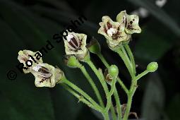 Rhytidophyllum tomentosum, Gesneria tomentosa, Rhytidophyllum tomentosum, Gesneria tomentosa, Gesneriaceae, Blhend Kauf von 07173_rhytidophyllum_tomentosum_dsc_7011.jpg