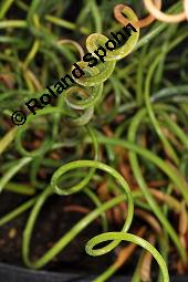 Korkenzieher-Binse, Juncus effusus 'Spiralis', Juncus effusus 'Spiralis', Korkenzieher-Binse, Juncaceae, Beblttert Kauf von 07176_juncus_effusus_spiralis_dsc_7018.jpg