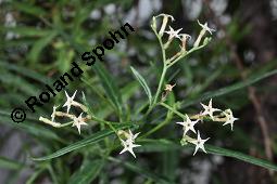 Messerschmidia angustifolia, Messerschmidia angustifolia, Boraginaceae, Blühend Kauf von 07177_messerschmidia_angustifolia_dsc_7021.jpg