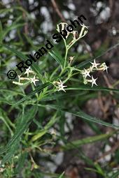 Messerschmidia angustifolia, Messerschmidia angustifolia, Boraginaceae, Blhend Kauf von 07177_messerschmidia_angustifolia_dsc_7022.jpg