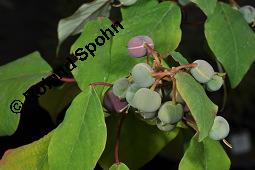 Blutendes Herz, Homalanthus populifolius, Homalanthus populifolius, Blutendes Herz, Euphorbiaceae, fruchtend Kauf von 07179_homalanthus_populifolius_dsc_7024.jpg