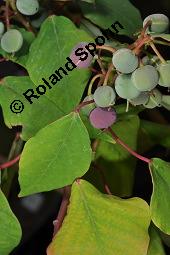 Blutendes Herz, Homalanthus populifolius, Homalanthus populifolius, Blutendes Herz, Euphorbiaceae, fruchtend Kauf von 07179_homalanthus_populifolius_dsc_7025.jpg