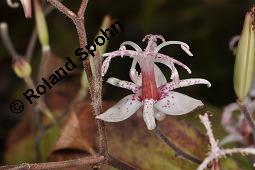 Großrhizomige Krötenlilie, Kleinblütige Krötenlilie, Tricyrtis macropoda, Tricyrtis macropoda, Großrhizomige Krötenlilie, Kleinblütige Krötenlilie, Lili/Calochortaceae, Blühend Kauf von 07182_tricyrtis_macropoda_dsc_7069.jpg