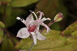 Großrhizomige Krötenlilie, Kleinblütige Krötenlilie, Tricyrtis macropoda, Tricyrtis macropoda, Großrhizomige Krötenlilie, Kleinblütige Krötenlilie, Lili/Calochortaceae, Blühend Kauf von 07182_tricyrtis_macropoda_dsc_7070.jpg