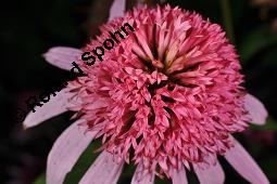 Scheinsonnenhut 'Pink Double Delight', Roter Sonnenhut 'Pink Double Delight', Echinacea purpure 'Pink Double Delight', Echinacea purpure 'Pink Double Delight', Scheinsonnenhut 'Pink Double Delight', Roter Sonnenhut 'Pink Double Delight', Asteraceae, Blütenkörbchen Kauf von 07186_echinacea_purpurea_pink_double_delight_dsc_7216.jpg