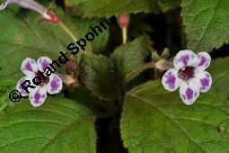 Diastema vexans, Diastema vexans, Gesneriaceae, Blühend Kauf von 07192_diastema_vexans_dsc_7582.jpg