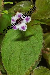 Diastema vexans, Diastema vexans, Gesneriaceae, Blühend Kauf von 07192_diastema_vexans_dsc_7583.jpg