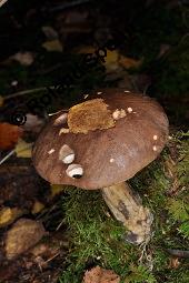 Gewhnlicher Birkenpilz, Kapuziner, Brauner Birkenpilz, Leccinum scabrum, Leccinum scabrum, Gewhnlicher Birkenpilz, Kapuziner, Brauner Birkenpilz, Basidiomyceten, Fruchtkrper Kauf von 07197_leccinum_scabrum_dsc_7731.jpg