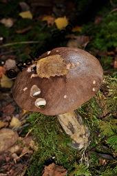 Gewhnlicher Birkenpilz, Kapuziner, Brauner Birkenpilz, Leccinum scabrum, Leccinum scabrum, Gewhnlicher Birkenpilz, Kapuziner, Brauner Birkenpilz, Basidiomyceten, Fruchtkrper Kauf von 07197_leccinum_scabrum_dsc_7732.jpg