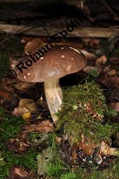 Gewöhnlicher Birkenpilz, Kapuziner, Brauner Birkenpilz, Leccinum scabrum, Leccinum scabrum, Gewöhnlicher Birkenpilz, Kapuziner, Brauner Birkenpilz, Basidiomyceten, Fruchtkörper Kauf von 07197_leccinum_scabrum_dsc_7733.jpg