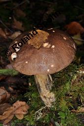 Gewöhnlicher Birkenpilz, Kapuziner, Brauner Birkenpilz, Leccinum scabrum, Leccinum scabrum, Gewöhnlicher Birkenpilz, Kapuziner, Brauner Birkenpilz, Basidiomyceten, Fruchtkörper Kauf von 07197_leccinum_scabrum_dsc_7734.jpg