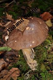 Gewöhnlicher Birkenpilz, Kapuziner, Brauner Birkenpilz, Leccinum scabrum, Leccinum scabrum, Gewöhnlicher Birkenpilz, Kapuziner, Brauner Birkenpilz, Basidiomyceten, Fruchtkörper Kauf von 07197_leccinum_scabrum_dsc_7735.jpg