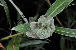 Weide, Salix sp., Salix sp., Weide, Salicaceae, Knospengalle, Galle durch Gallmücke Rabdophaga sp. Kauf von 07209_salix_sp_dsc_3019.jpg